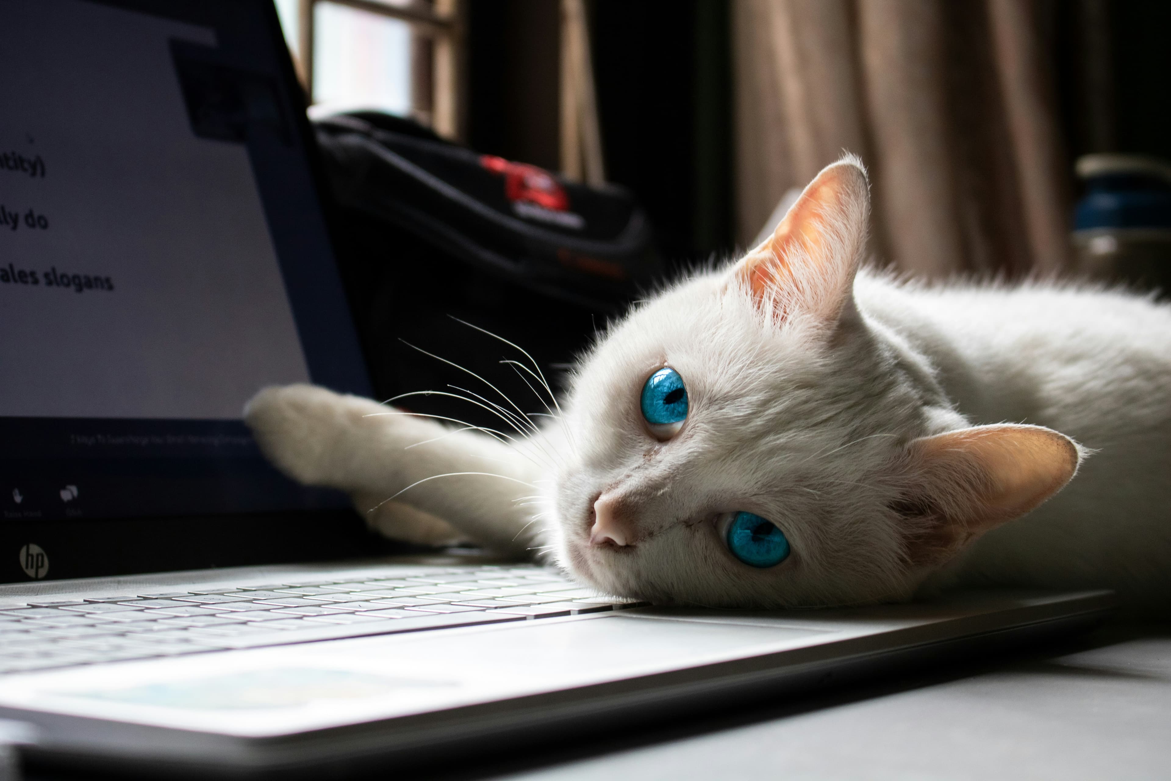 White cat on MacBook Pro
